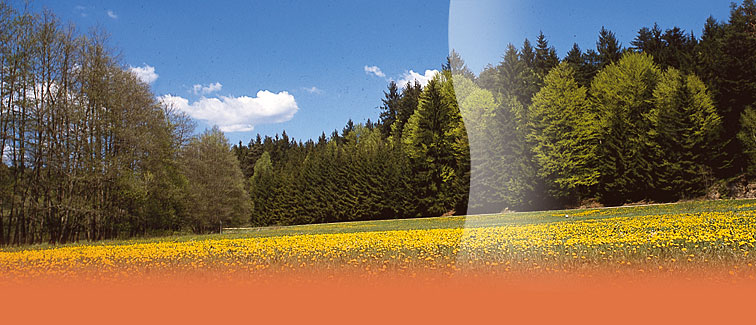 Bayerwald Musik